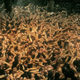 Illustration for article titled Japans Naked Festival Is a Sea of Man Butt